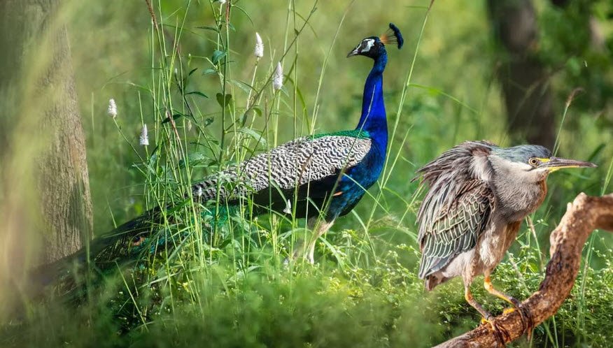 Chhilchhila Wildlife Sanctuary